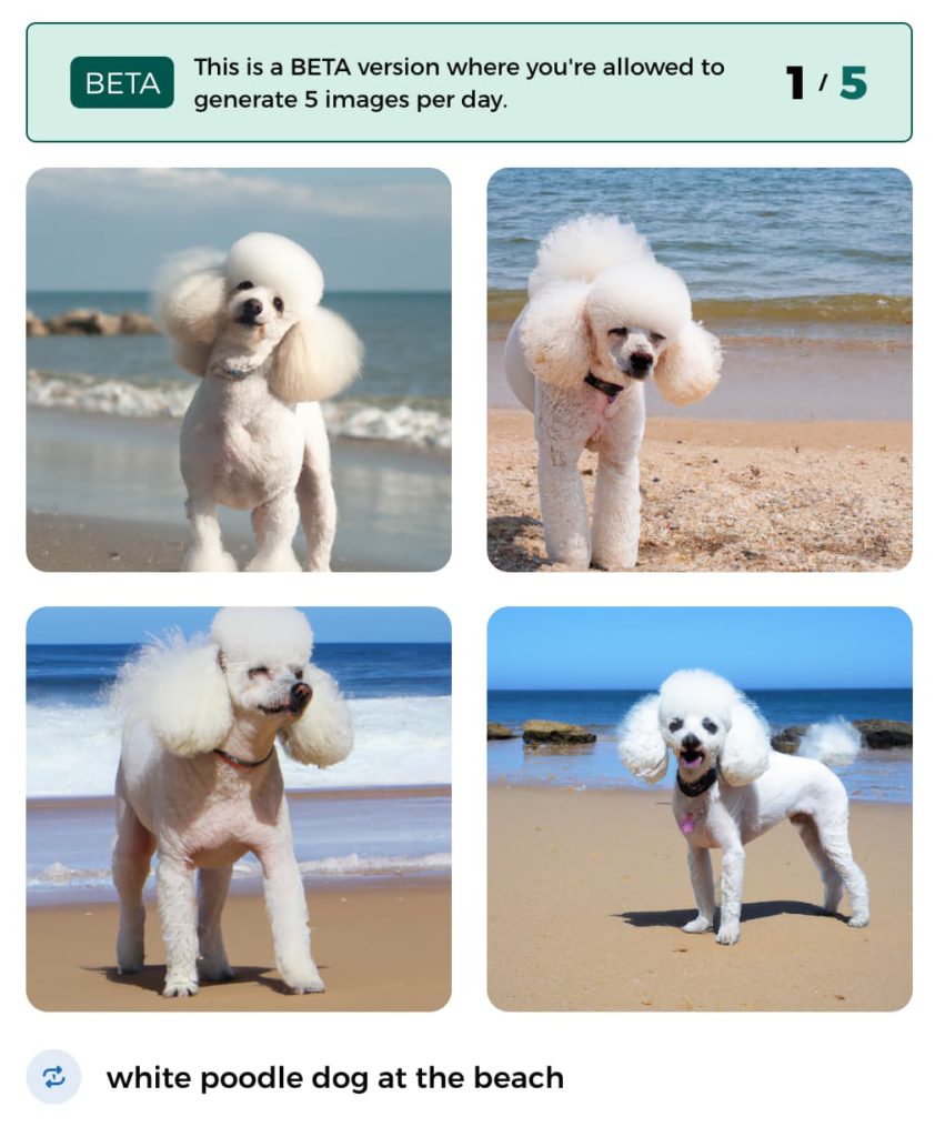 beach white poodle